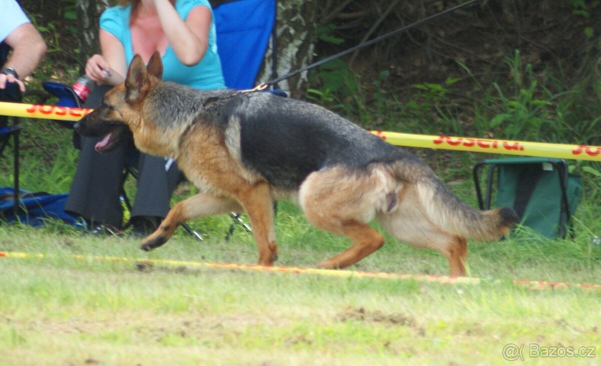 NEMECKY OVCZAK REX - 8