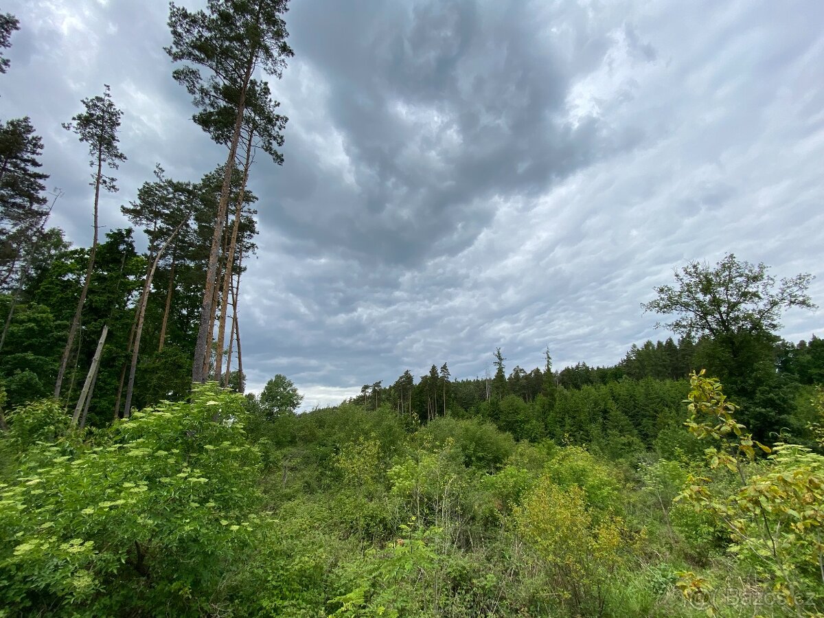 Lesní pozemek Lštění nad Zubřinou - 8