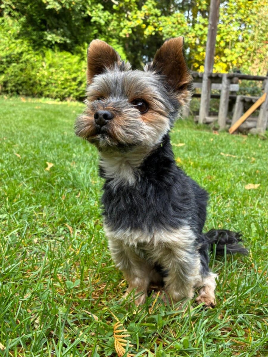 Yorkshirský teriér - 8