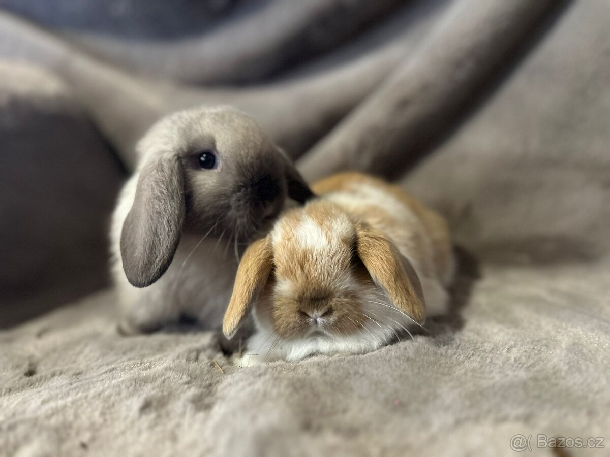 Minilop zakrslý kralíček - 8
