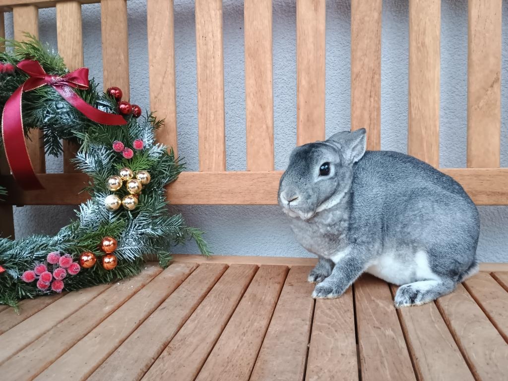 Zakrslý rex činčilový s PP - 8