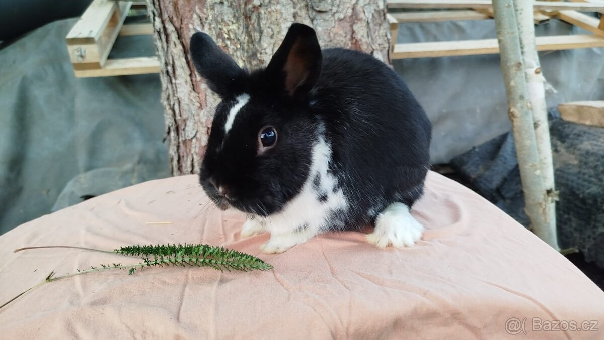 Zakrslý králík - 8