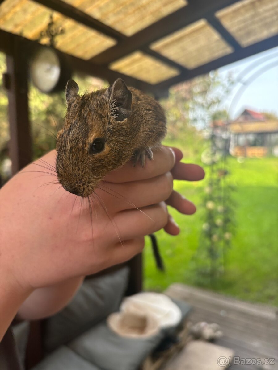 Osmák degu - 8
