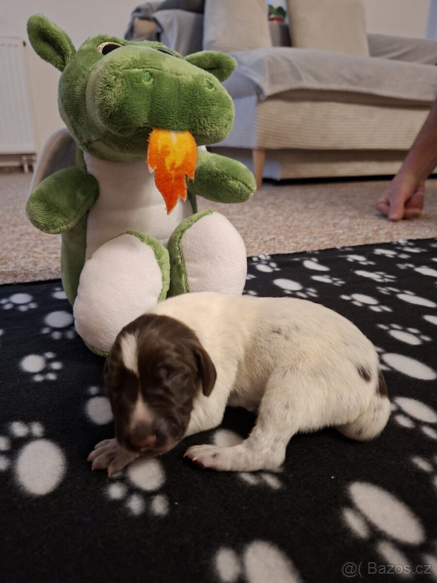 Německý krátkosrstý ohař - 8