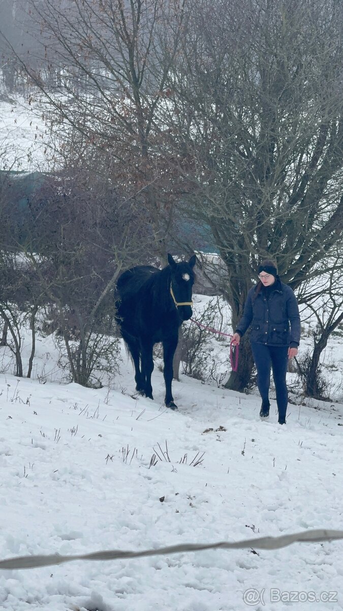 Černá kobylka - 8