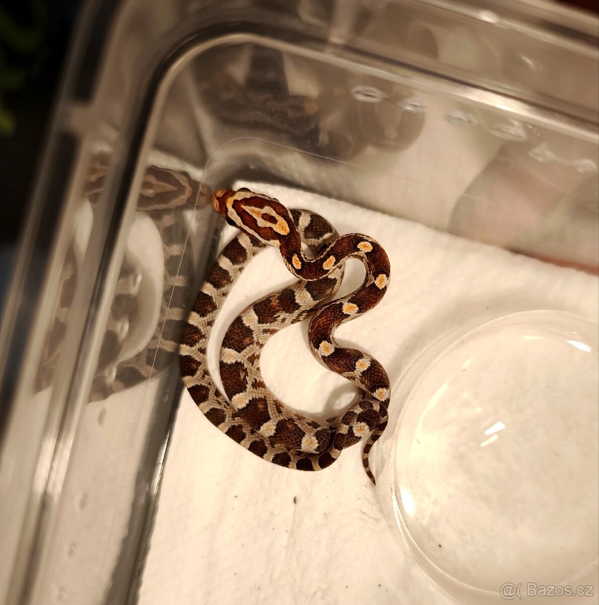 Užovka červená (Pantherophis guttatus), - 8