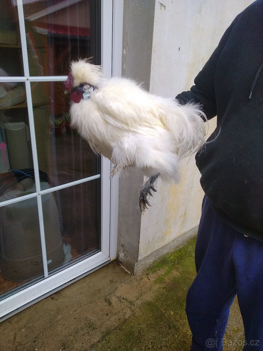 Kohouti Hedvábničky holokrčky a bílé velké vousaté - 8