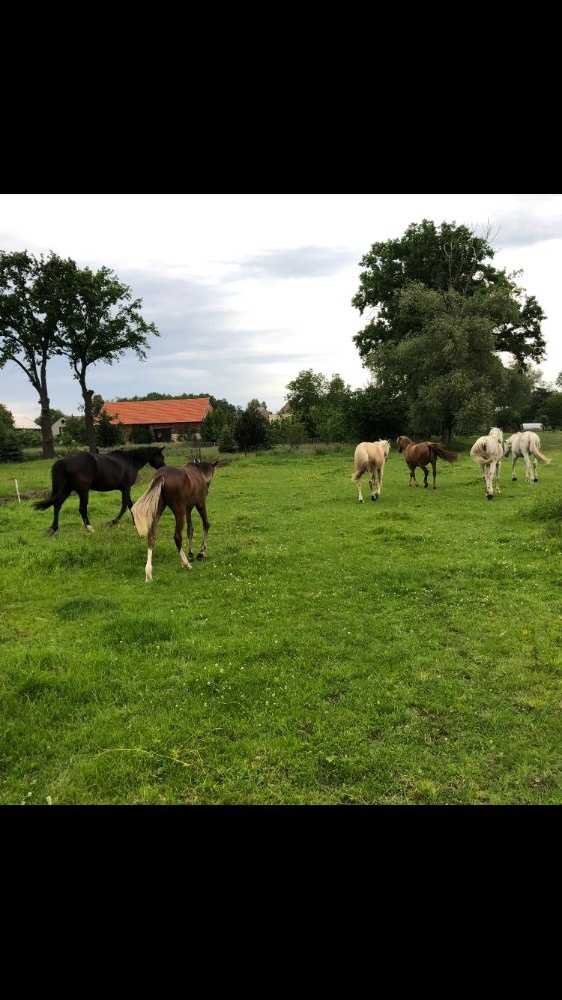 Ustájení koní - 8