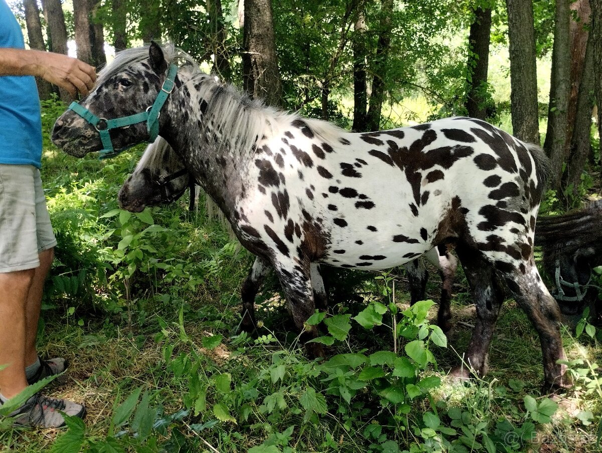 🐎Miniaturní hřebečci🐎 - 8