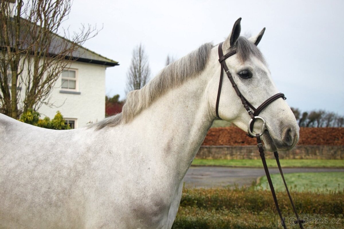 Connemara pony valach 5let - 8