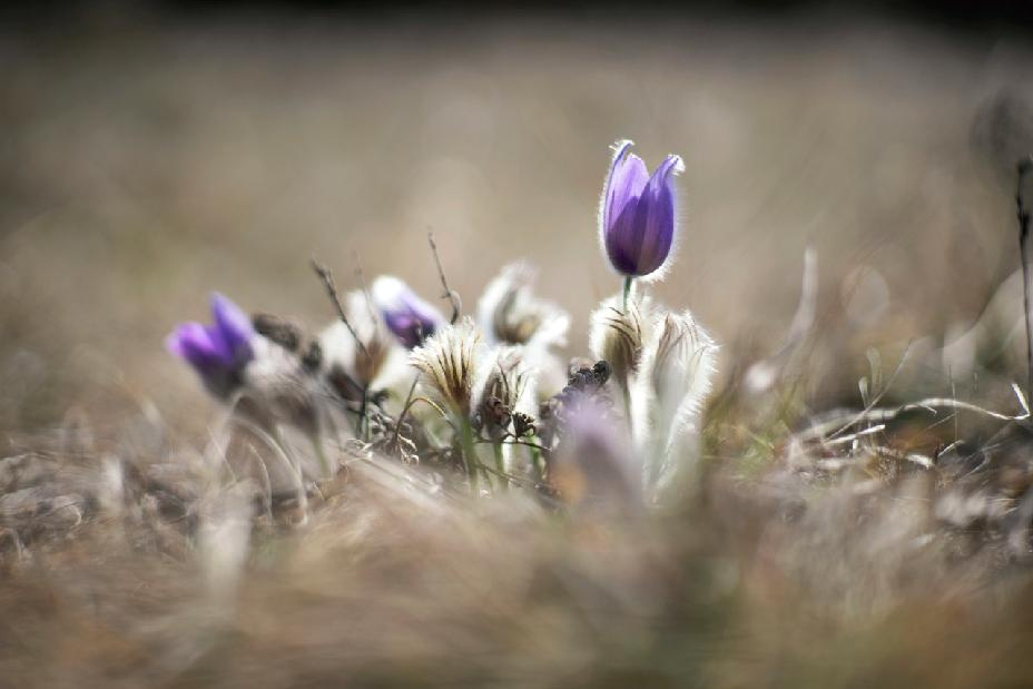 PANCOLAR auto 1,8 / 80 MC CARL ZEISS JENA. - 8