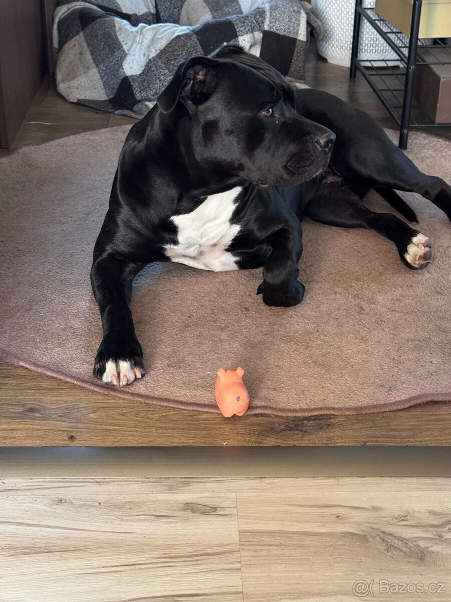 Vymazlená štěňátka American Bully - 8