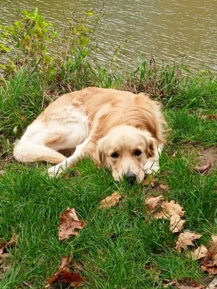 Zlatý retrívr štěňátka 🐶 - 8