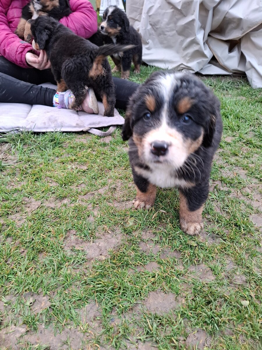 Bernský salašnícky pes šteniatka - 8