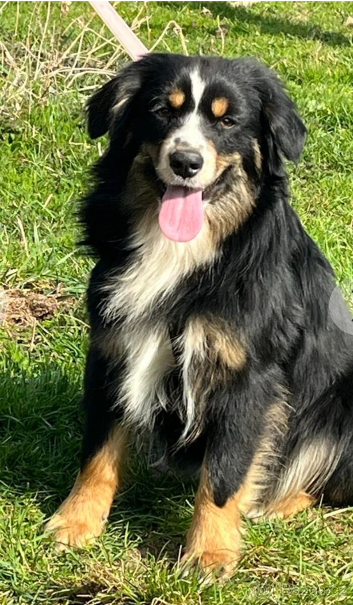 Miniaturní americký ovčák - štěňátka s PP - 8