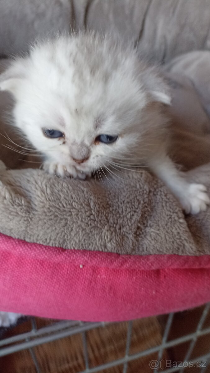 Britská koťátka s PP - 8