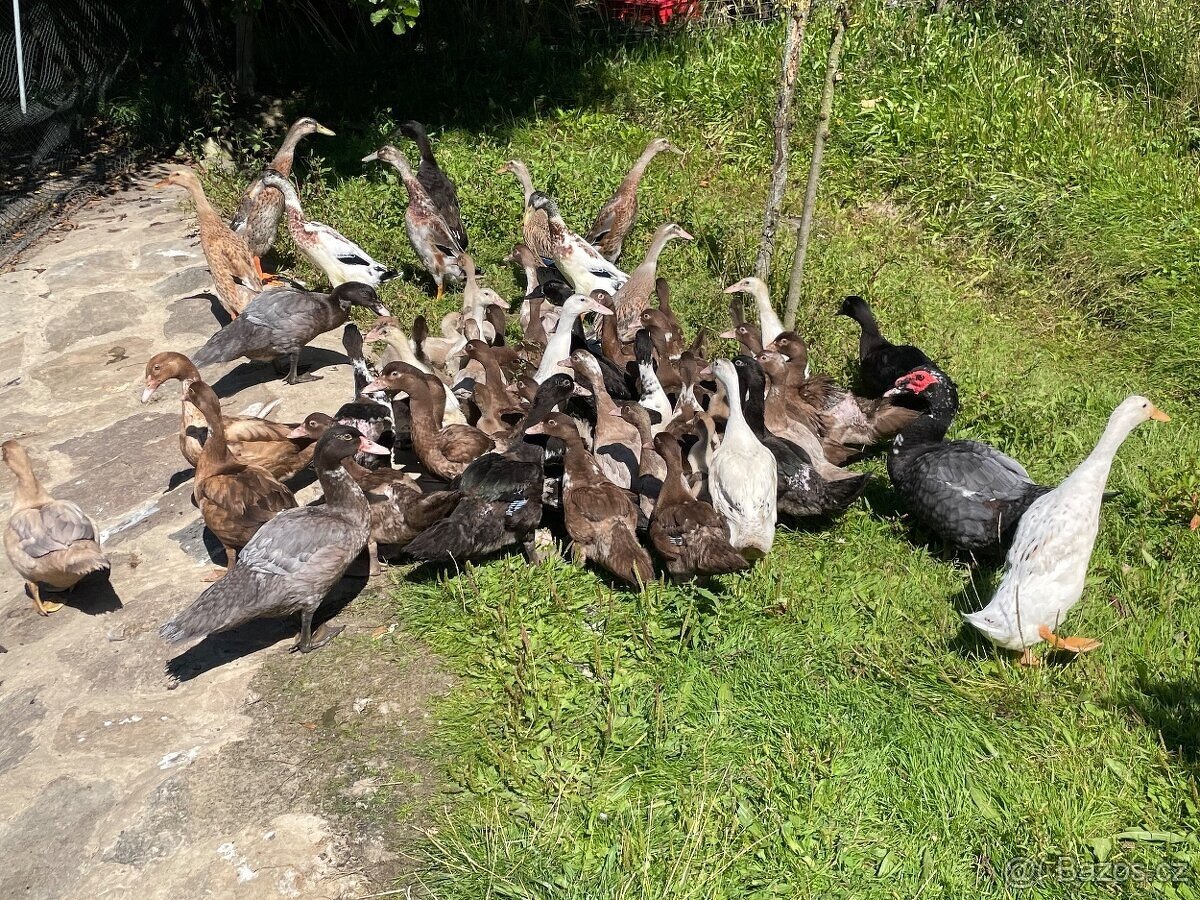 PRODÁM MLADÉ INDICKÉ BEŽCE KRÁSNÝCH BAREV - 8