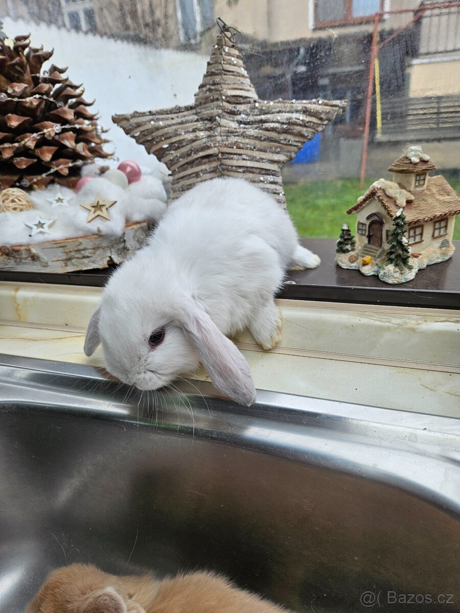 Zakrslý králík - 8