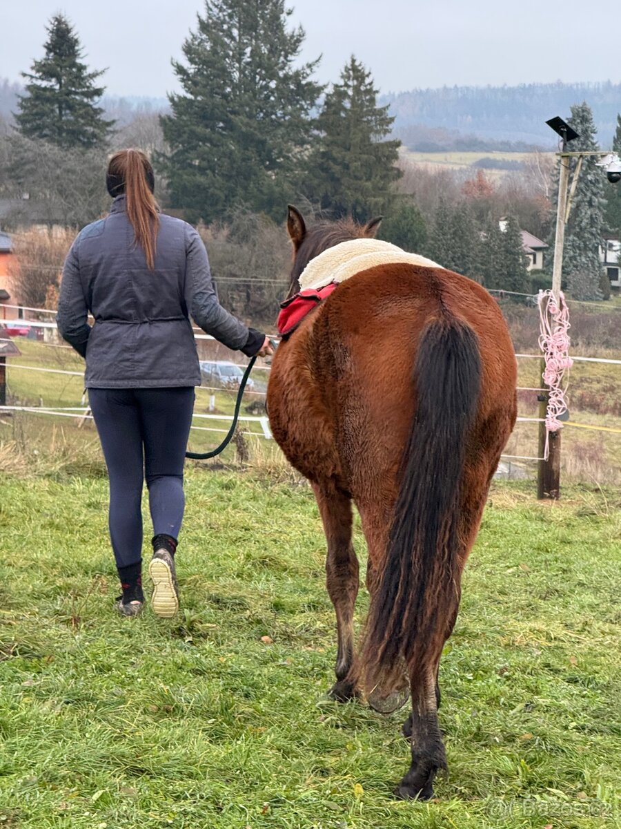 WPBR mohutný velký hřebeček - 8