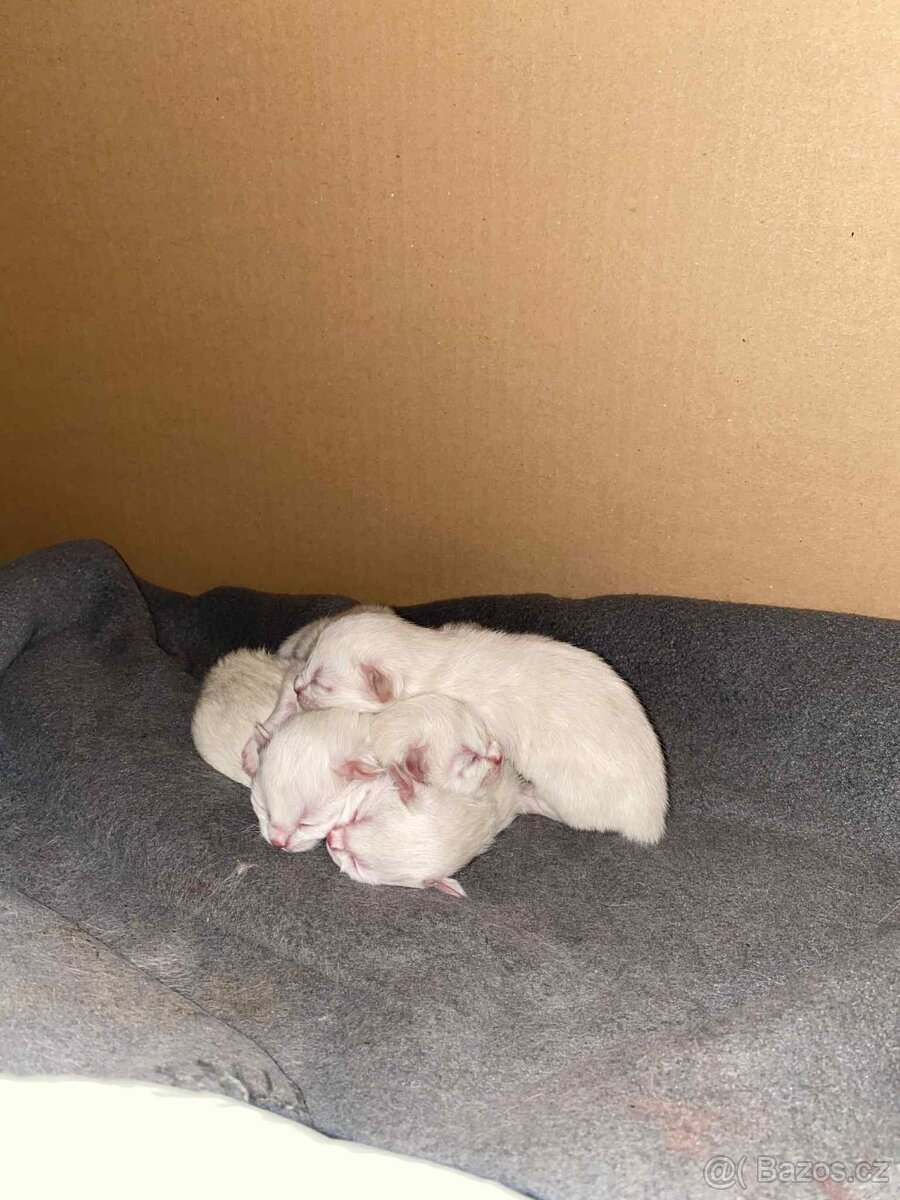 Ragdoll kryti - 8