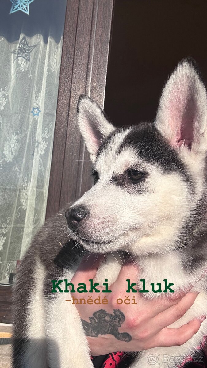 Prodám štěňátka - 8