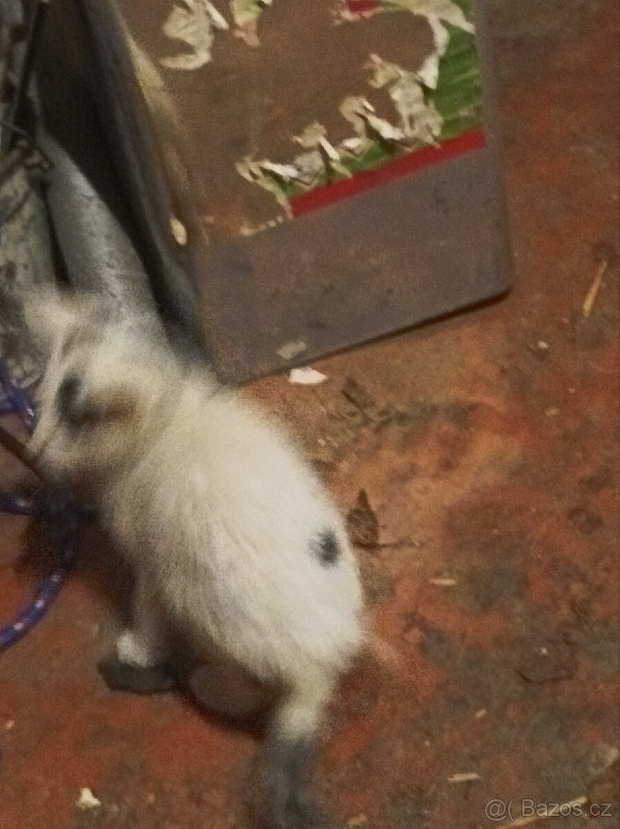 Darují 4 odběr hned zvyklé i na psi - 8