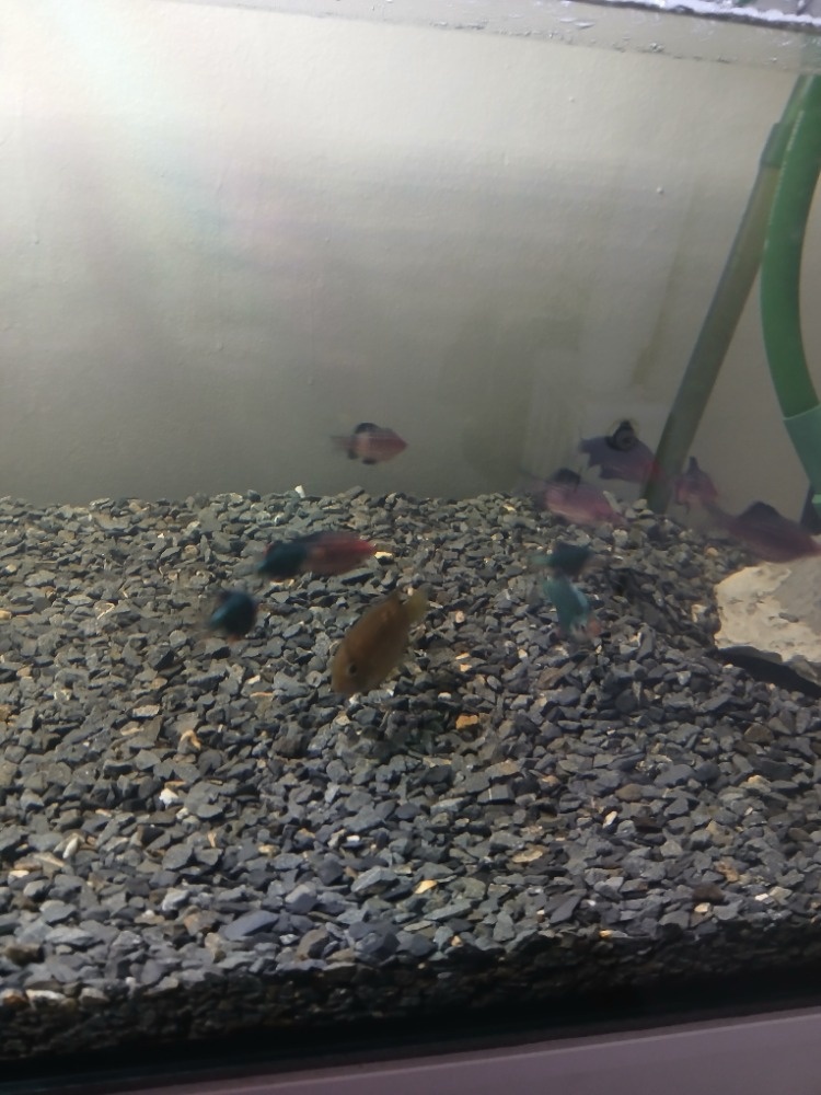 450L akvárium se skříní juwel - 8