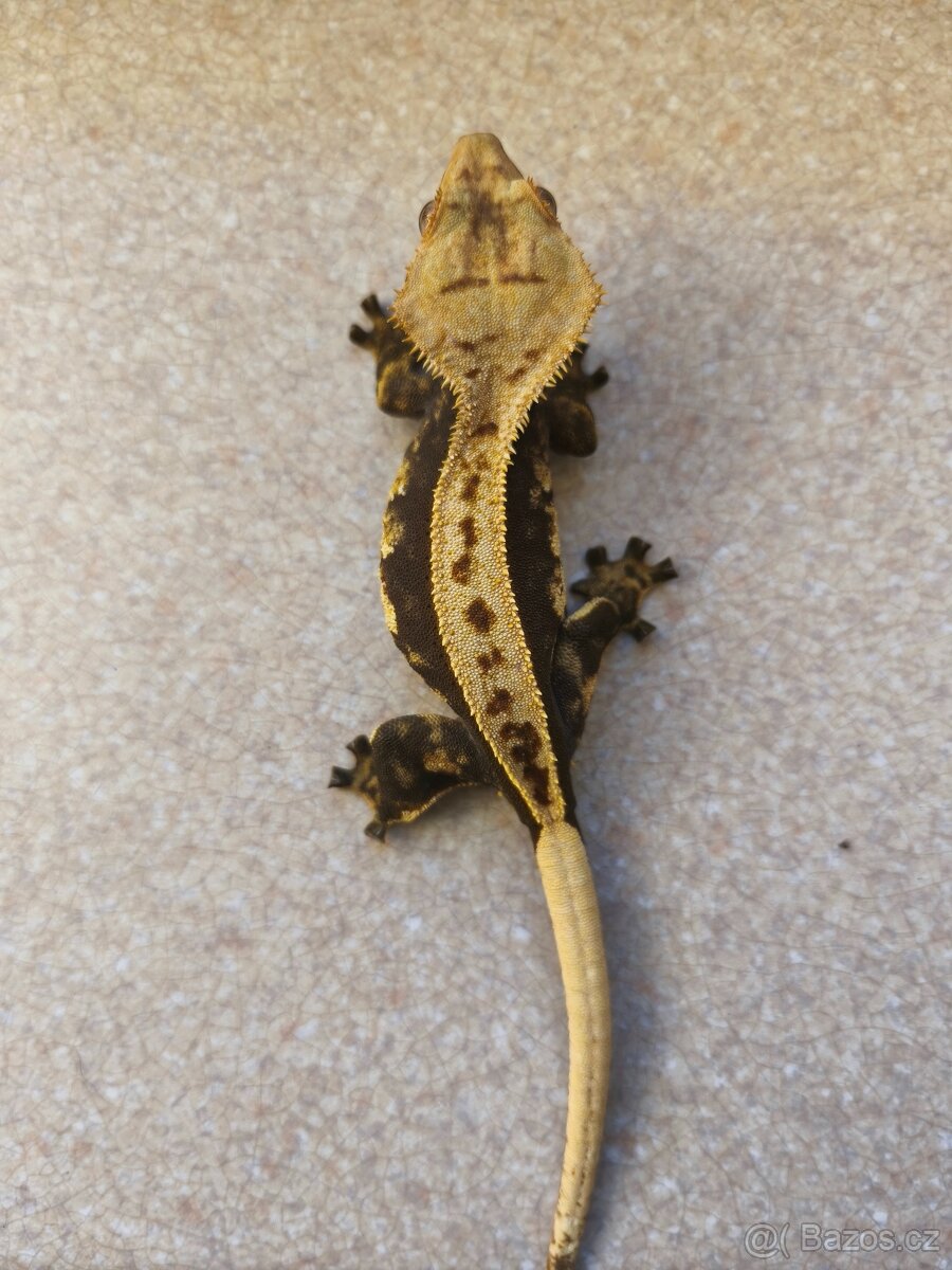 Pagekon řasnatý 0.1 - 8