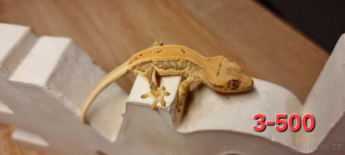 Pagekon řasnatý - 8