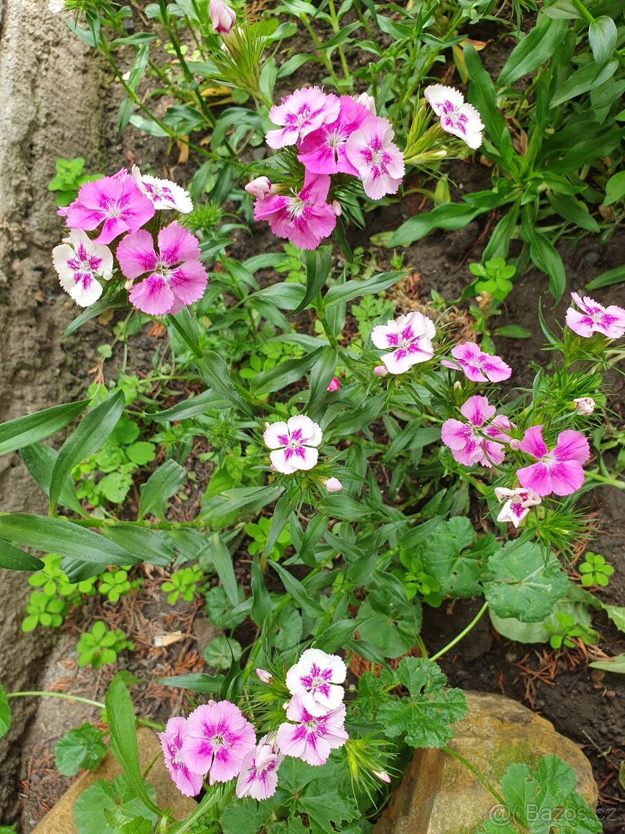 Květiny vhodné pro řez - 8