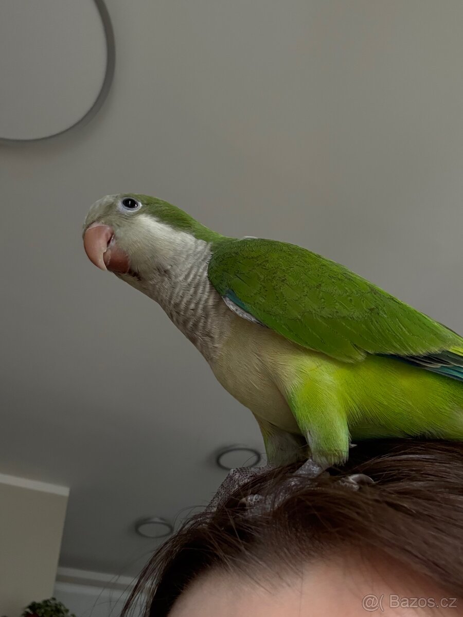 Prodám pár mnišek šedých - 8