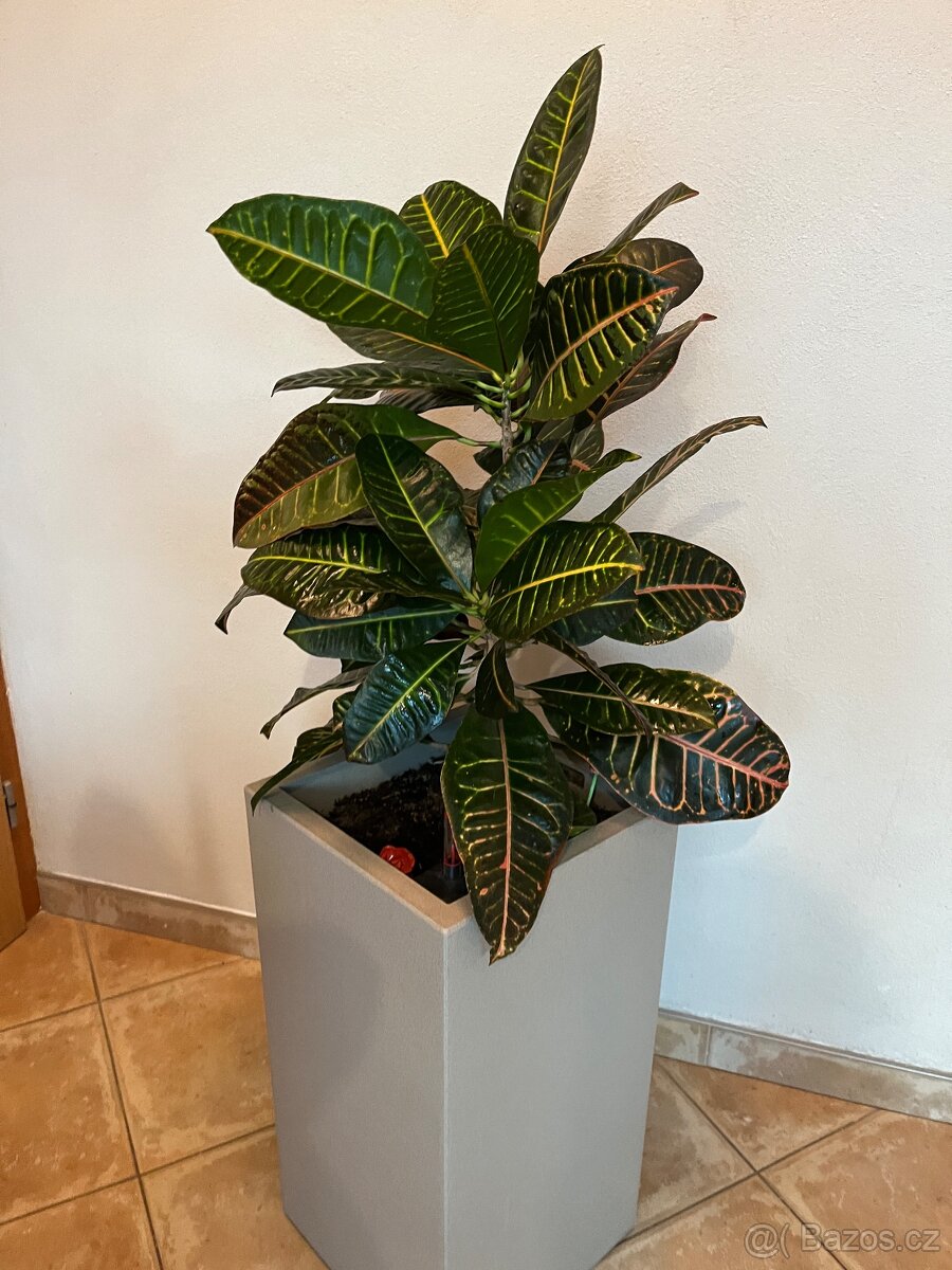 Dva vzrostlé krotony v samozavlažovacích květináčích Lechuza - 8