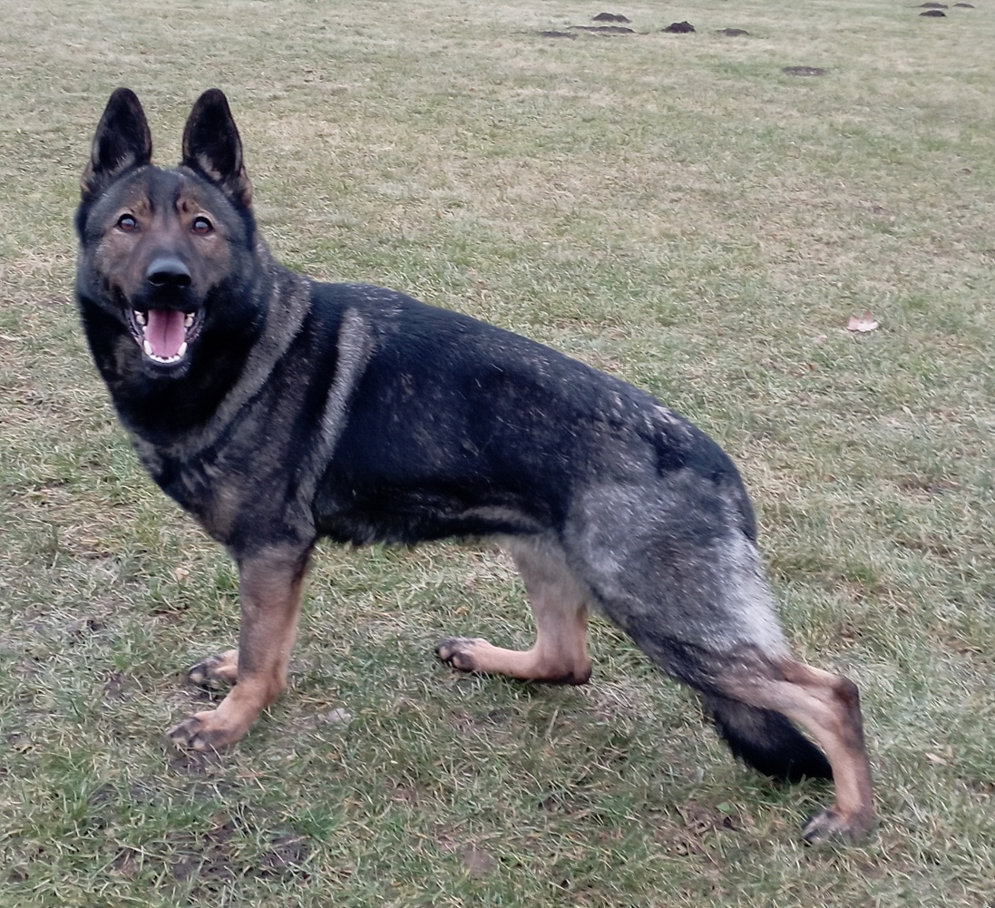 Německý ovčák štěnata s PP - 8