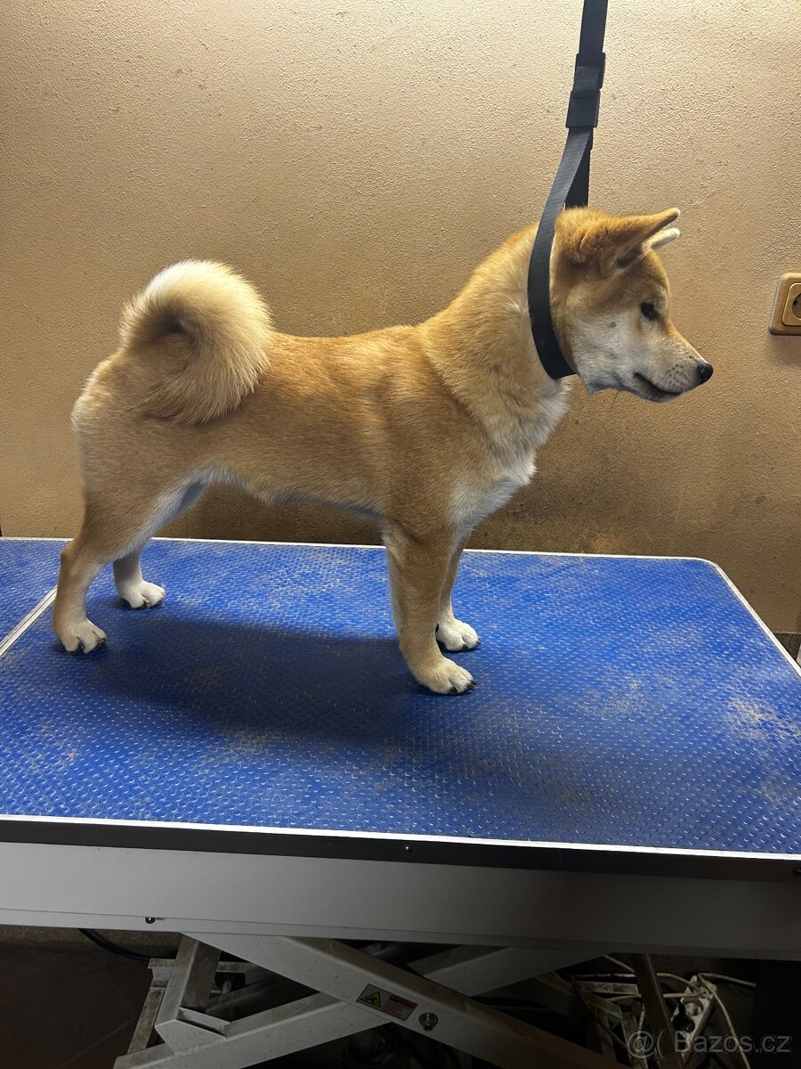 Štěňě Shiba s PP ČMKU/FCI - 8