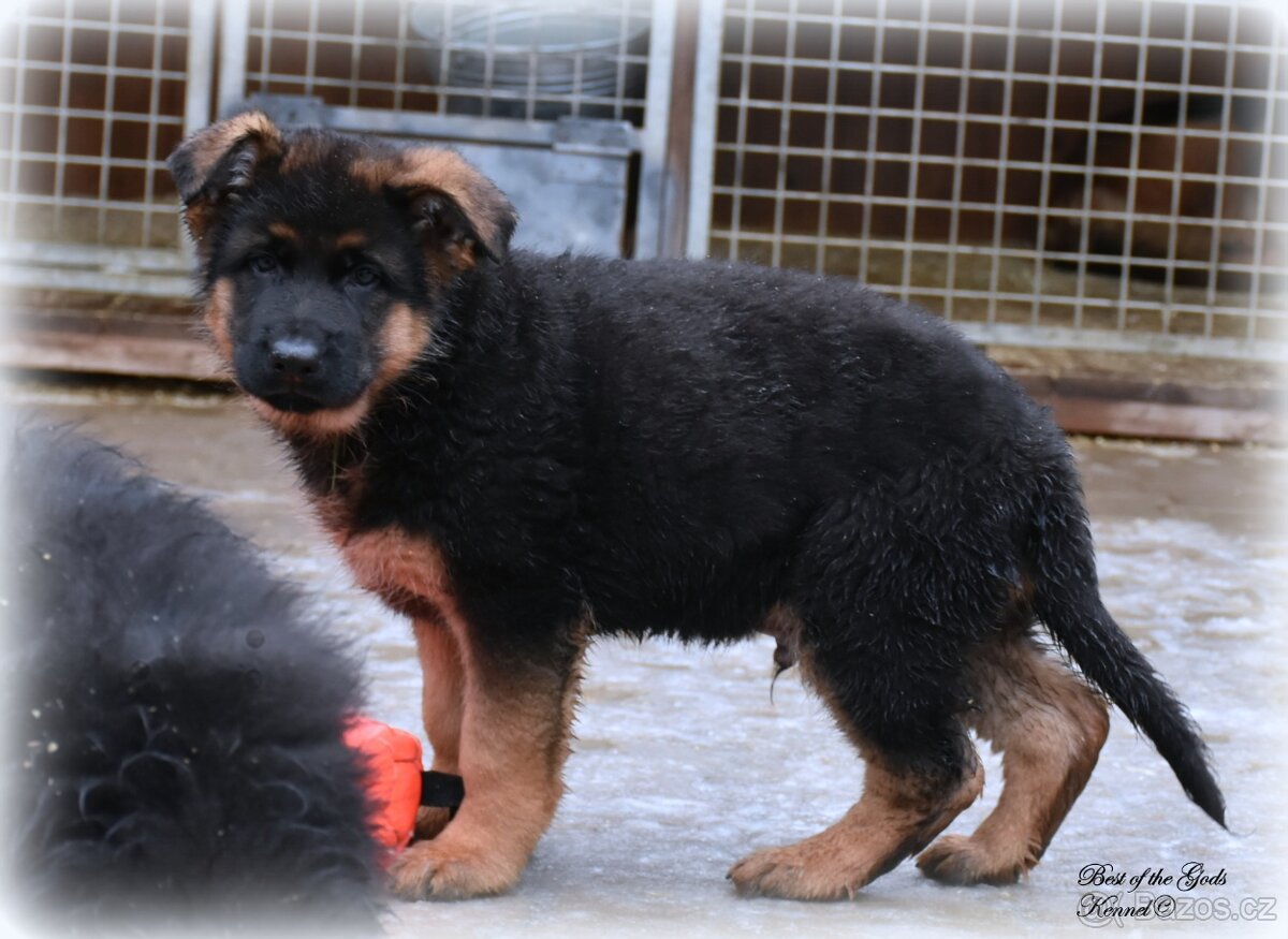 Německý Ovčák - štěňata - 8