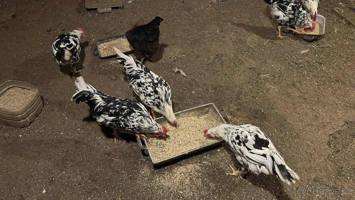 Prodám čisté kohouty vlašky Exchequer - 8