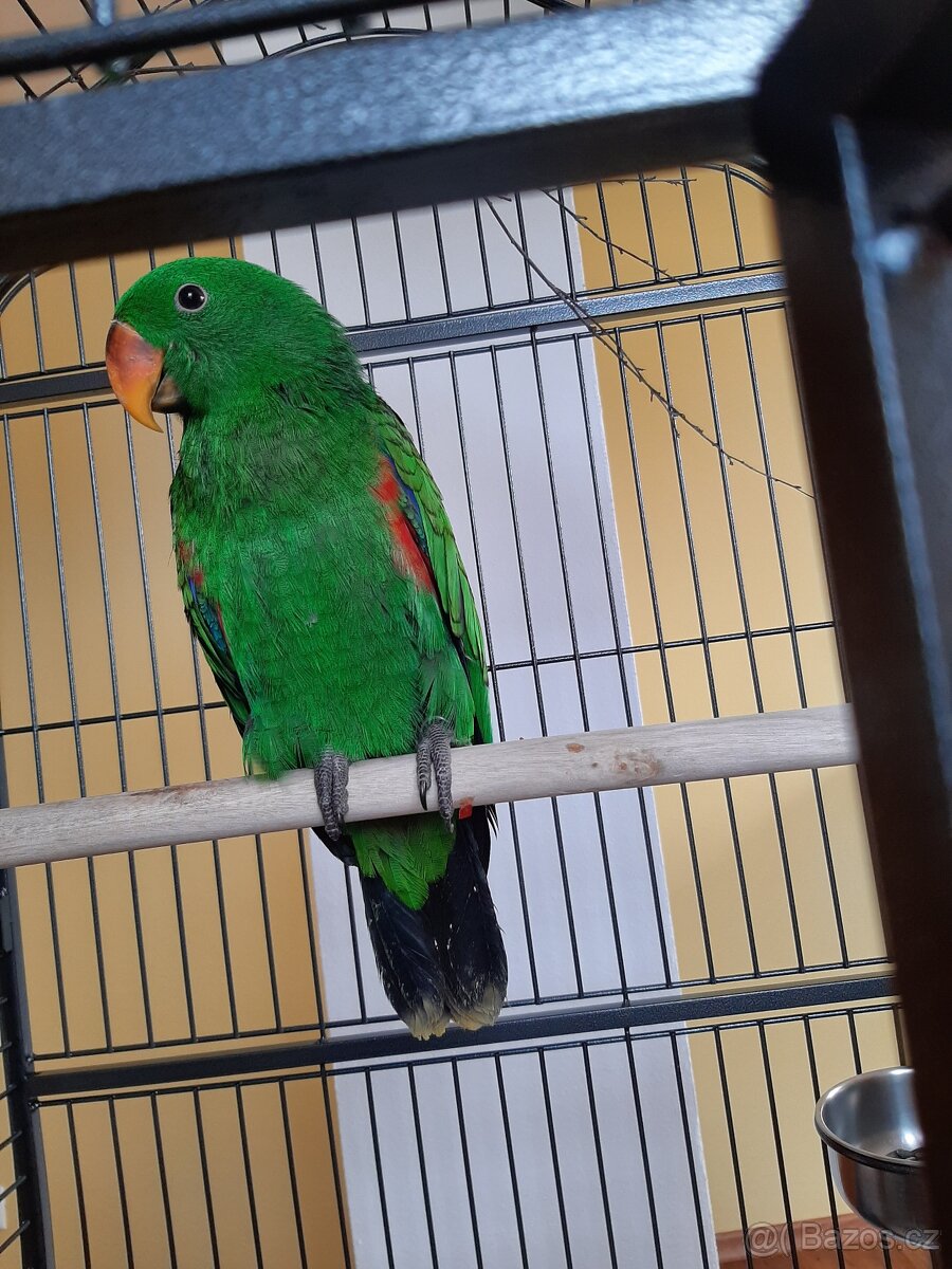 Hlídání zvířat - 8