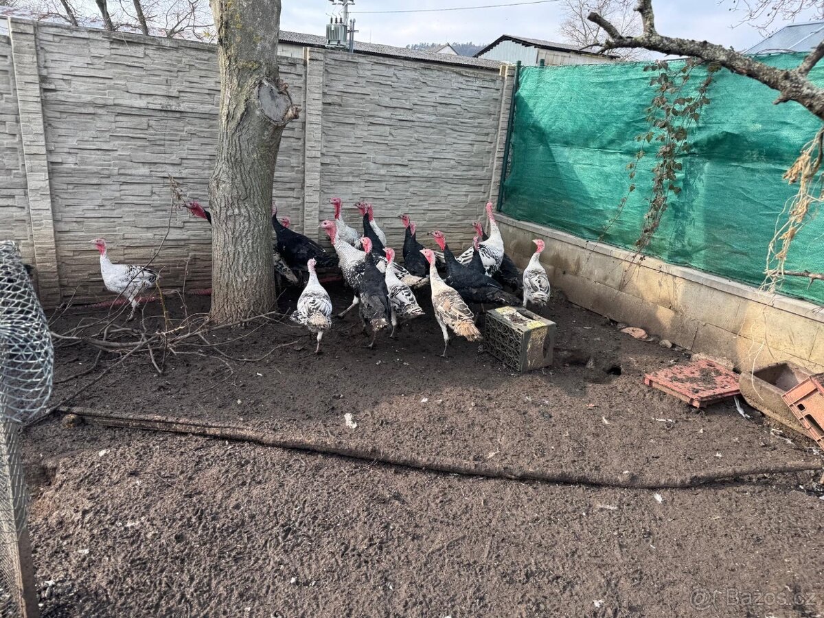 Krůty a krocani bronzové - 8