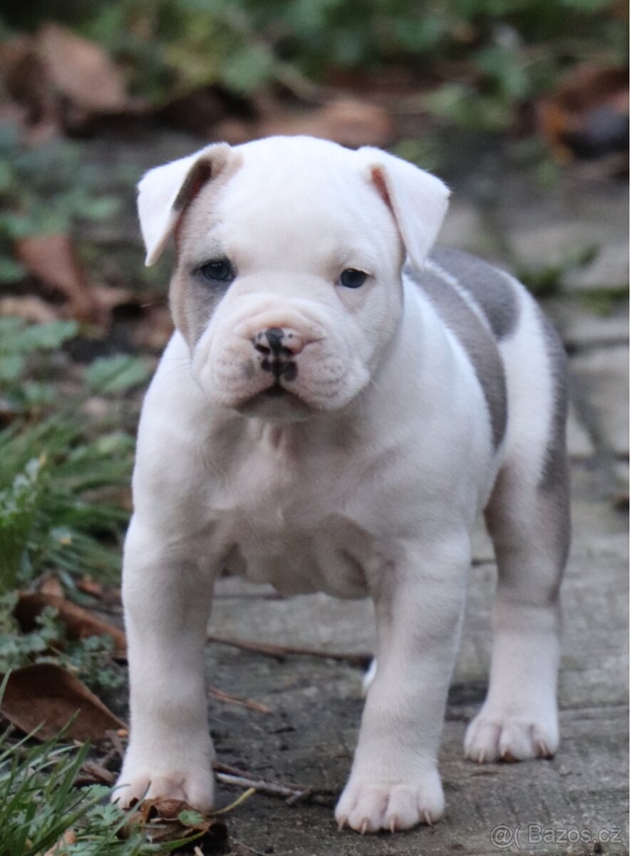 Americký stafordšírský teriér s PP pejsek 2 - 8