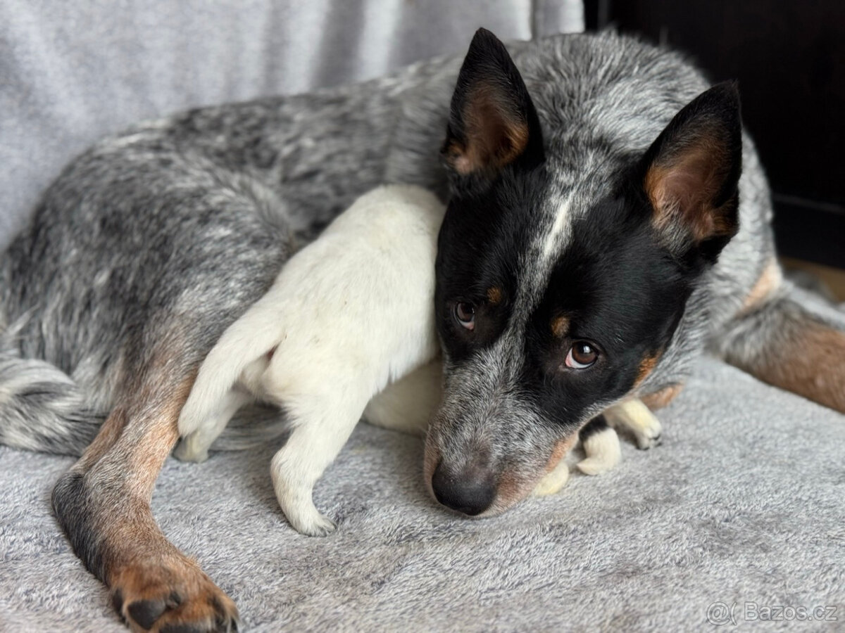 Australský honácký pes s PP - 8