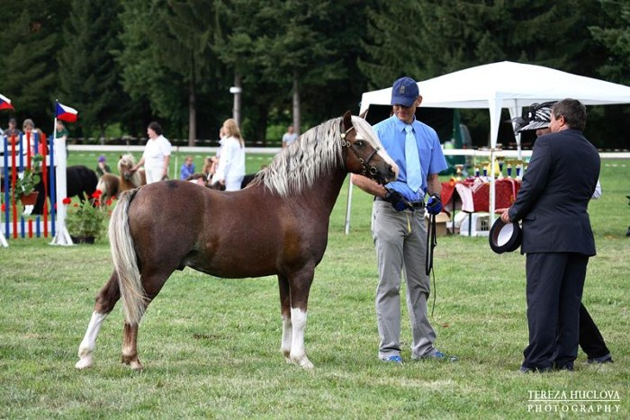 Welsh mountain pony, sekce A - 8