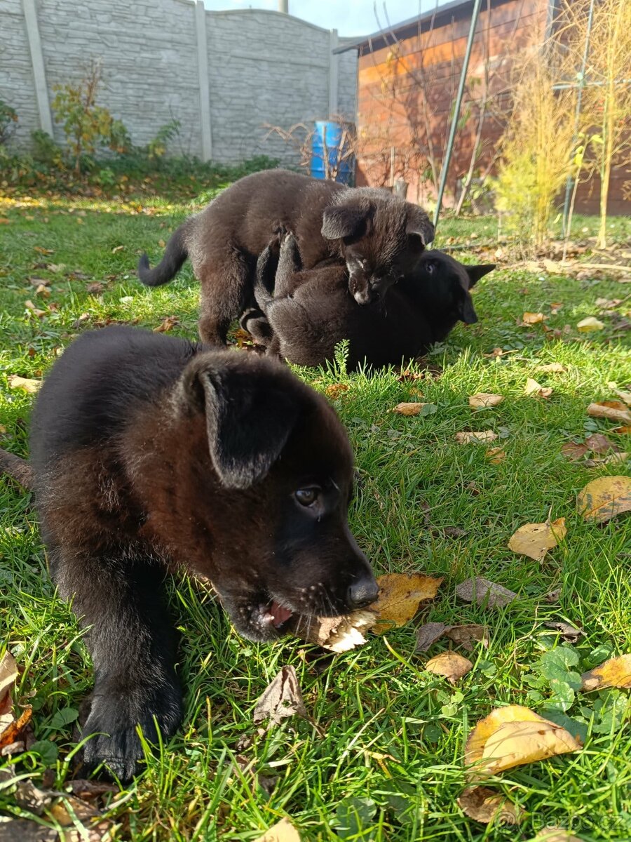 Německý ovčák - 8