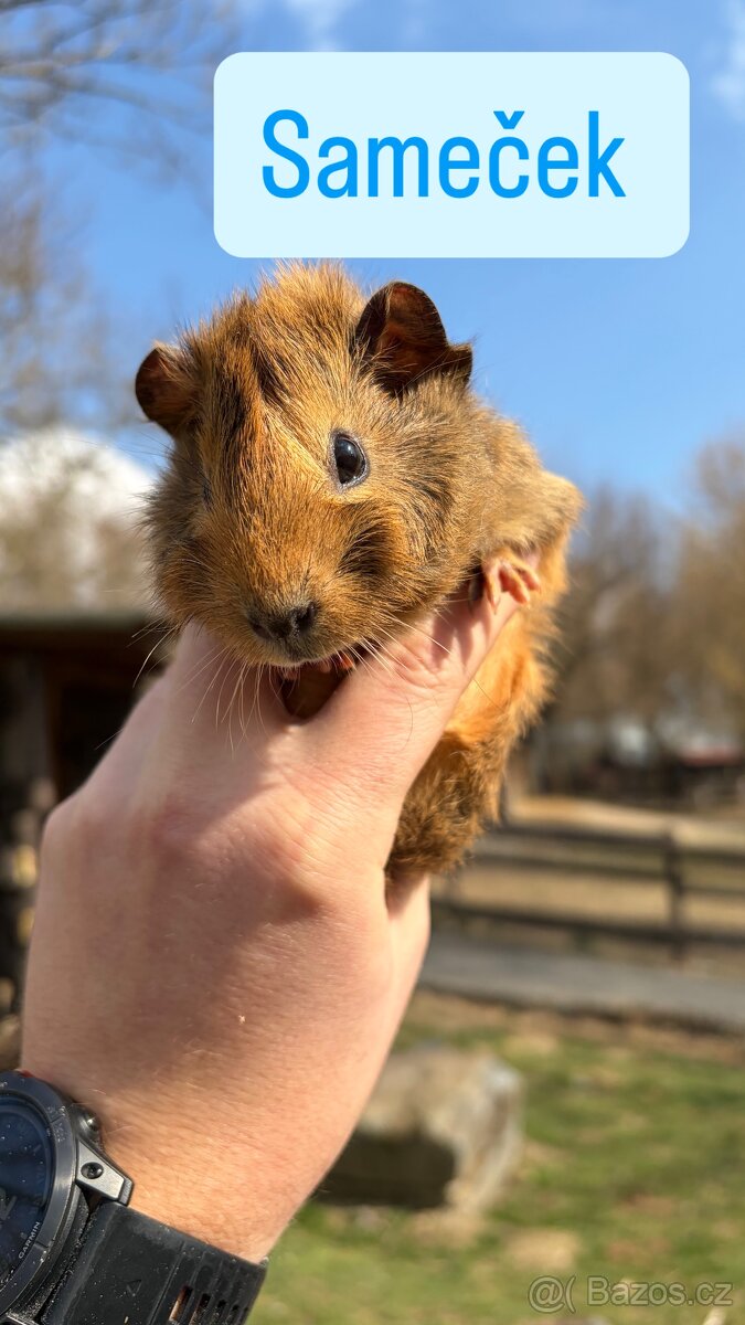 Mláďata morčatek - 8