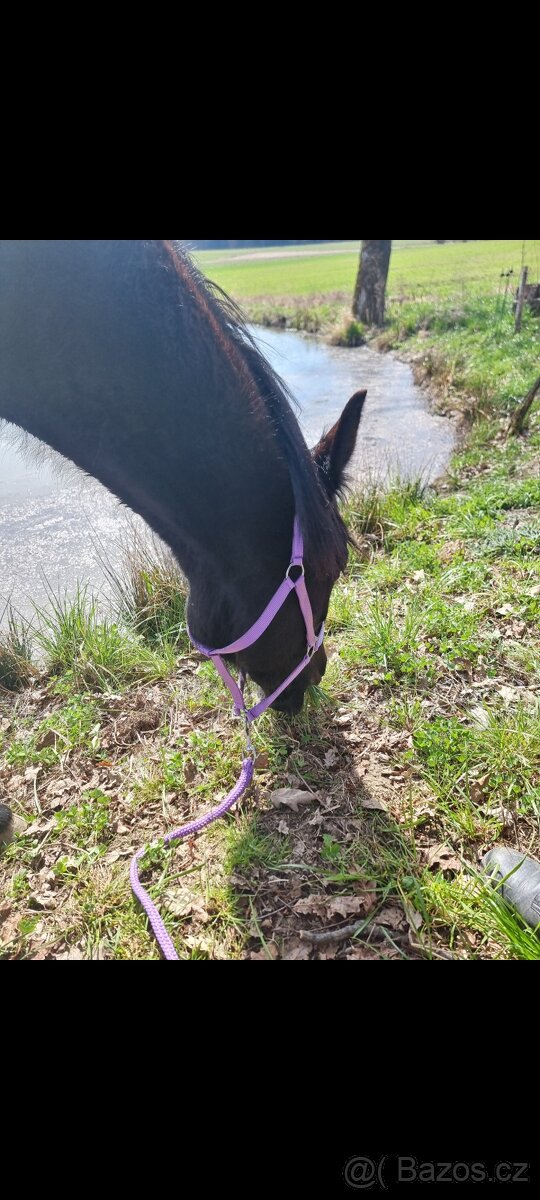 Hledám Ježdění/ Pronájem - 8
