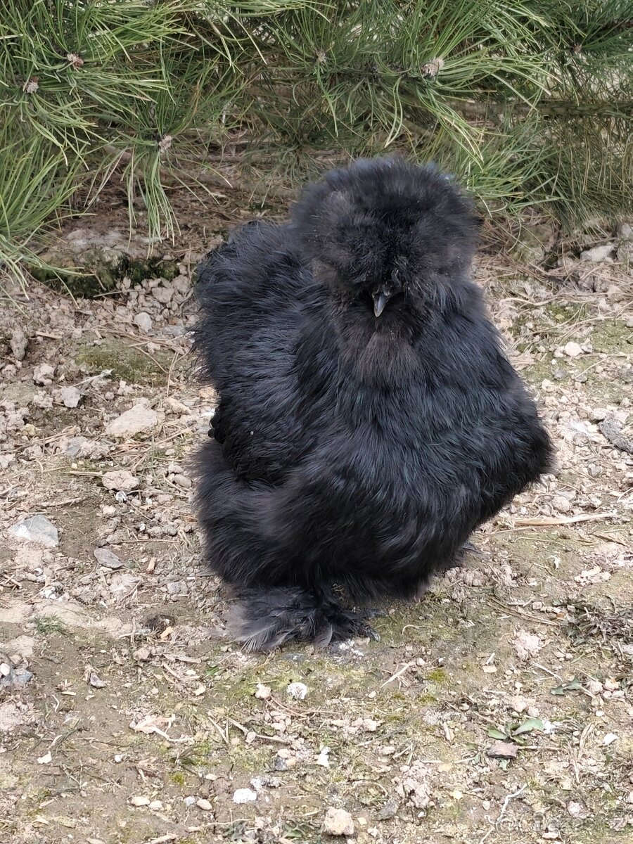 Hedvábnička USA - 8