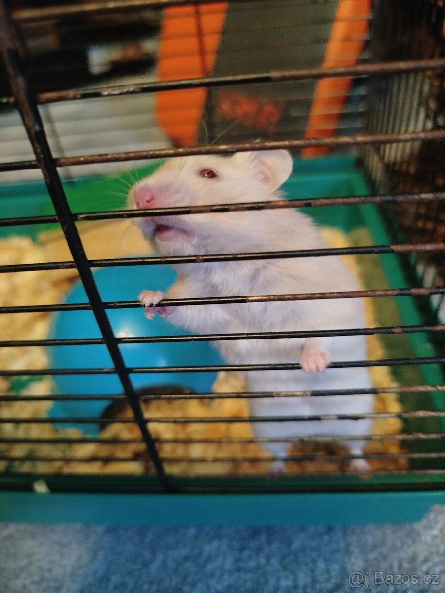 Křeček syrský - 8