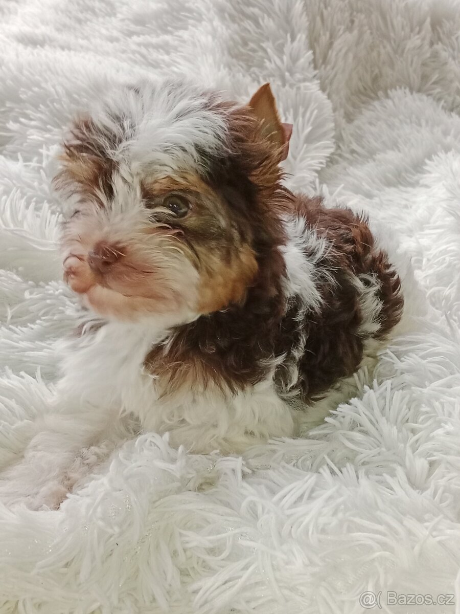 Jorkšírský teriér - 8