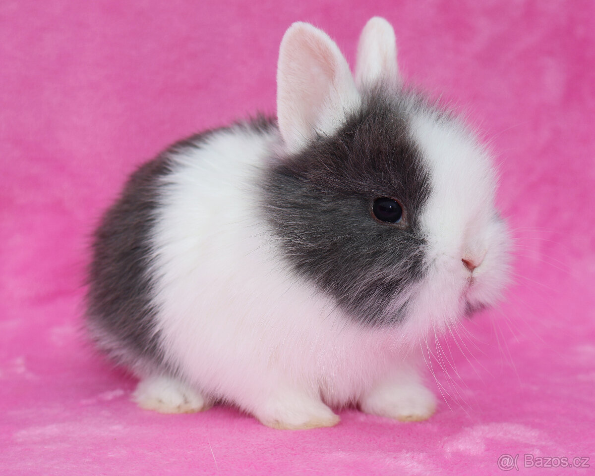 Zakrslý krátkouchý králíček WO sameček - 8