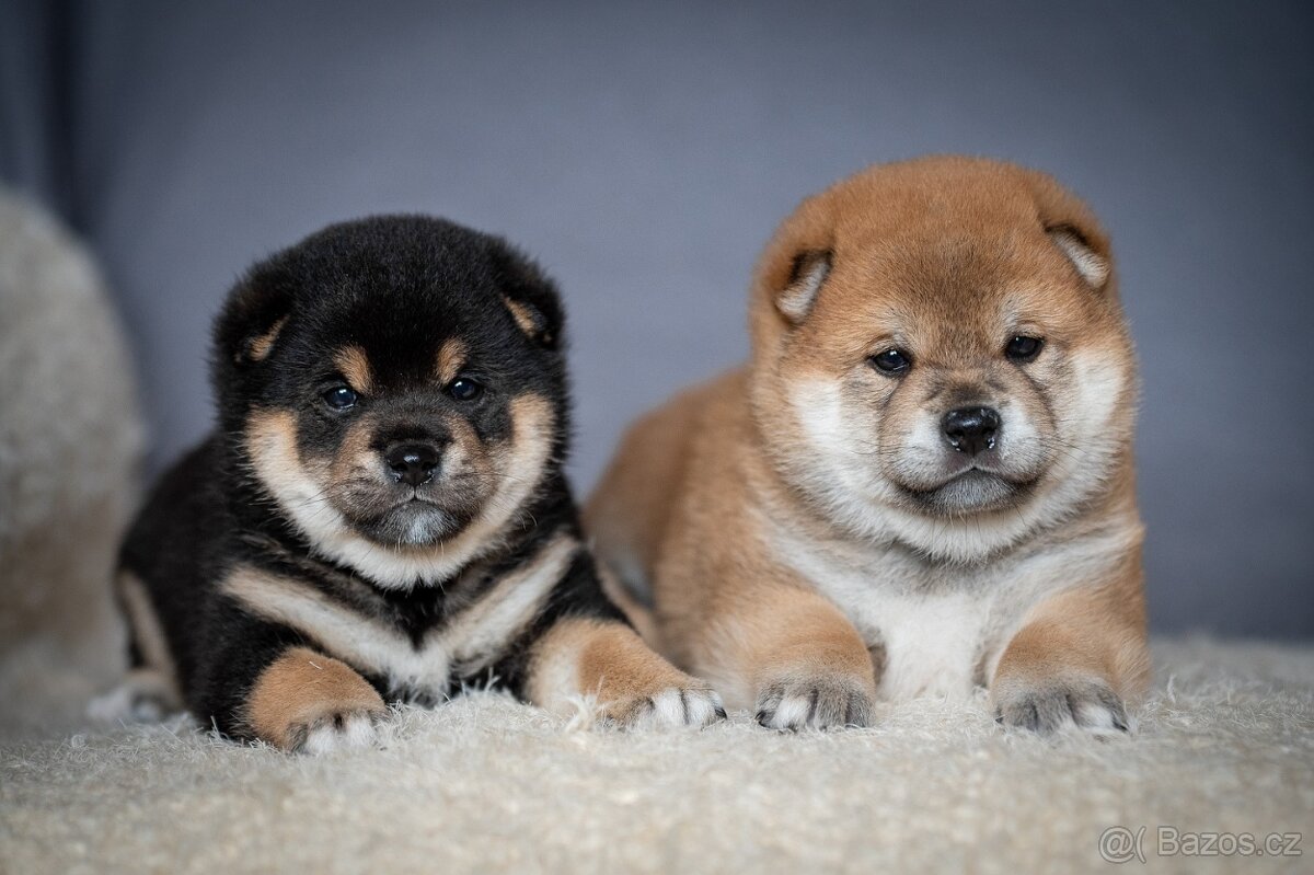 Štěňata Shiba Inu s PP ČMKU/FCI - 8