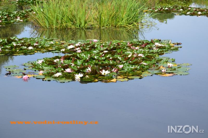 vodní rostliny bahenní rostliny - 8